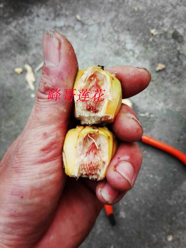 滴血原籽滴血莲花菩提子山野菠萝鲜果整果干籽保红