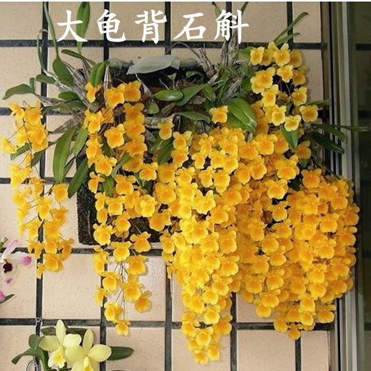 野生大龟背石斛苗 下山石斛兰花苗 石斛盆栽原生花卉500g特价包邮_7折