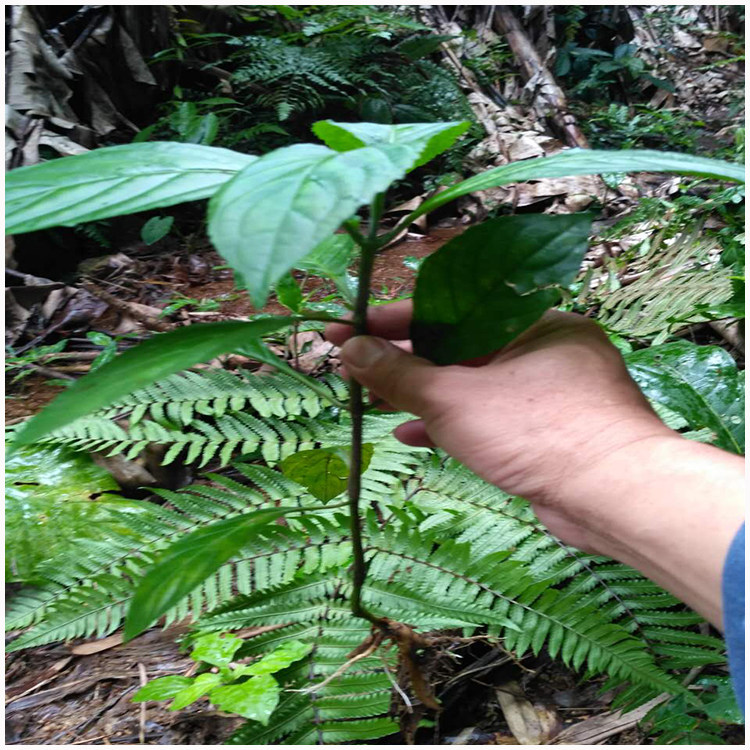 板蓝根苗大青叶马蓝叶板蓝根新鲜枝叶可观赏可食用清热解毒