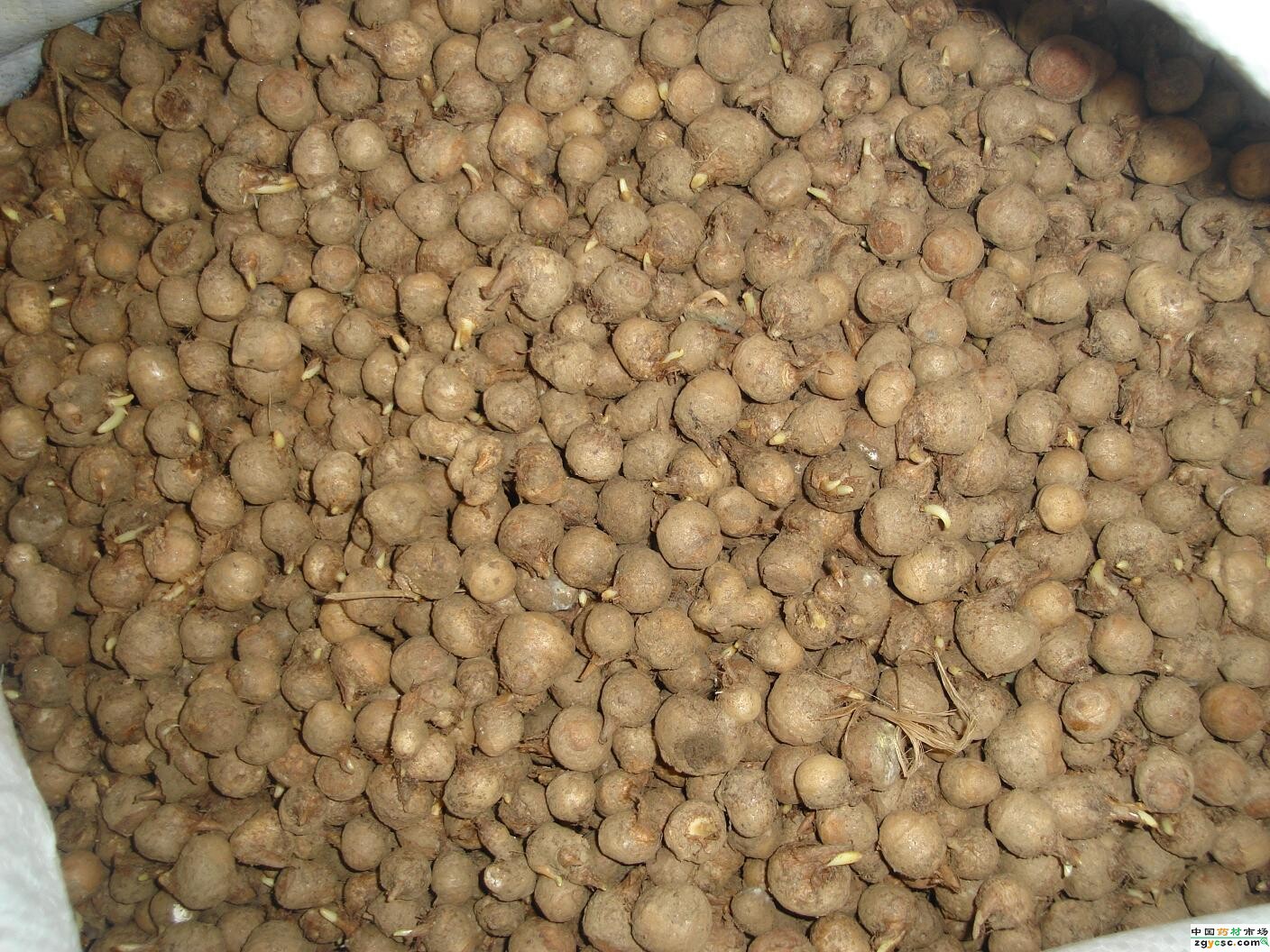 供应 野生旱半夏种子种苗批发种植技术指导药材种球