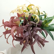 Simulation fruit eucalyptus leaves Eucalyptus leaves Natural autumn color system Flower arrangement accessories Florist landscaping leaf photography