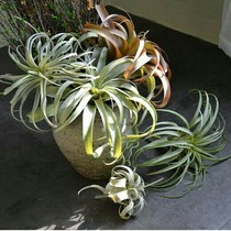 Simulation air pineapple high-grade exquisite plant Iron Langkabitata The old man must hang landscaping display