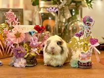TSPP (Birthday Cake)Guinea Pig Mother-in-law grass cake cake