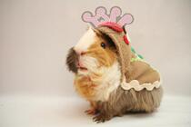 TSPP (Gingerbread man)transformed into a Christmas series Mother-in-law Dutch pig Guinea pig Hedgehog