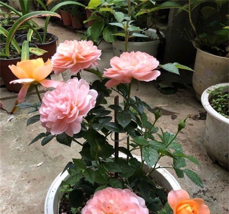 欧月藤本月季花苗龙沙宝石四季开花盆栽玫瑰花卉所以在冬季给月季浇水