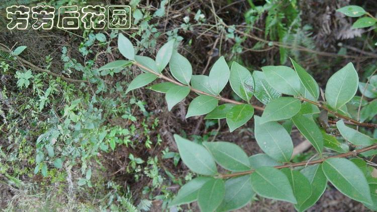 野生赤楠盆景树桩下山桩火炭树山乌珠瓜子木活古桩微景观小树桩新