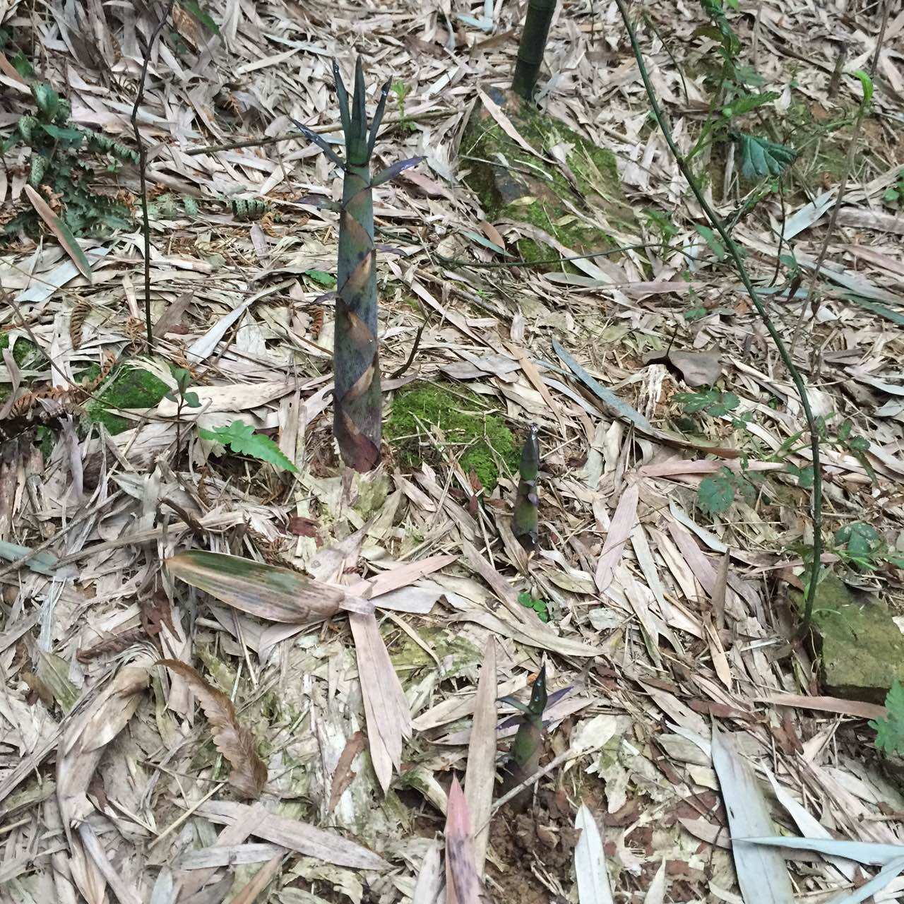 闽西天然野生现挖新鲜苦笋清水苦笋春笋 手剥笋带壳苦笋5斤装包邮