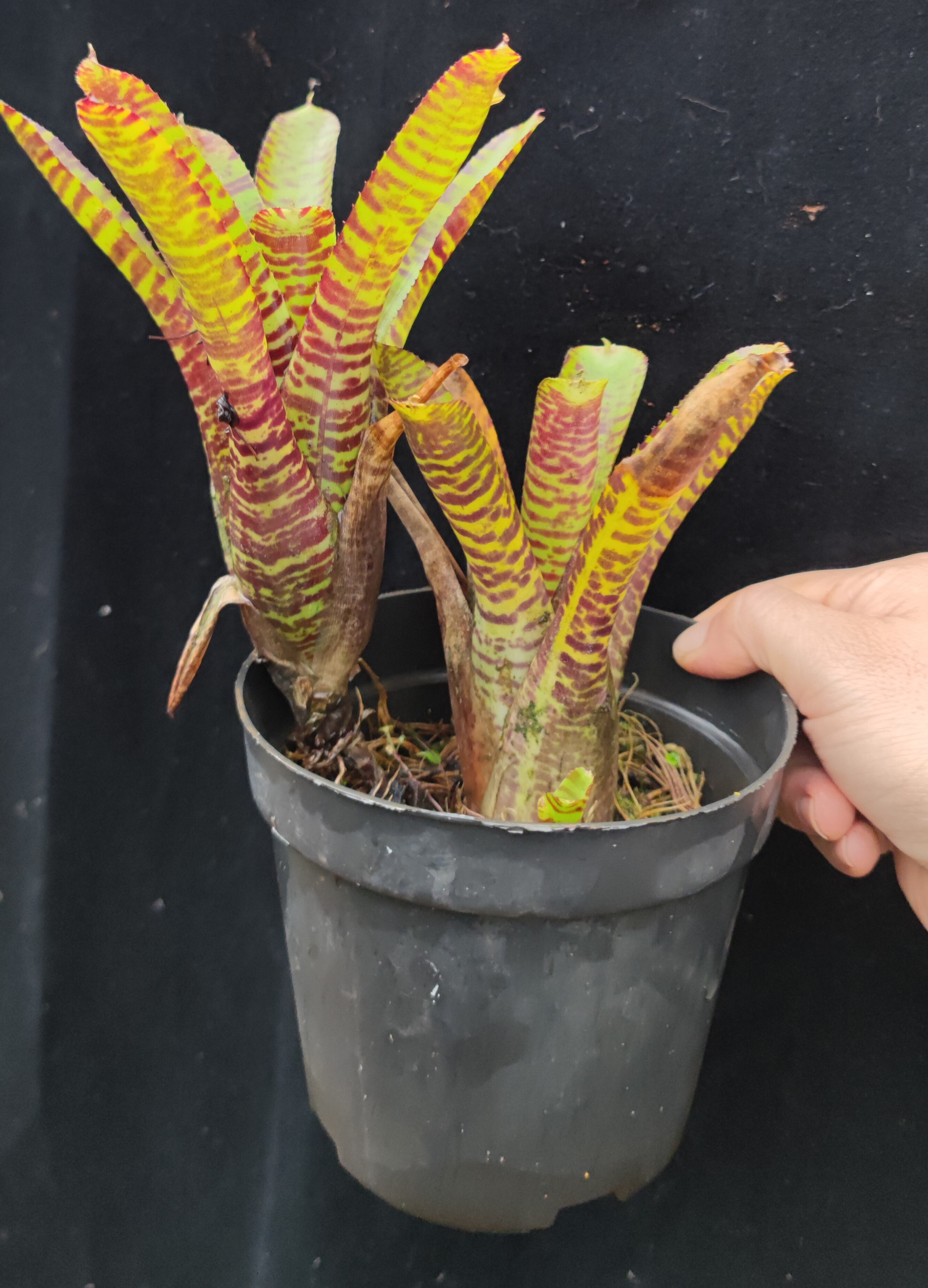 积水凤梨 好养耐热 雨林植物 附生兰