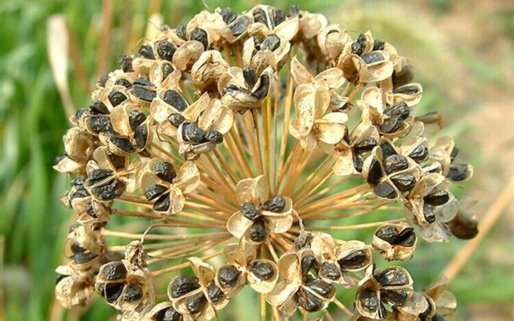 中药材天然韭菜子 韭菜籽 500g包邮 韭菜籽粉非500克 炎黄 可炒熟