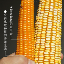 (Self-planting) enzyme planting old varieties of stupid corn flour without pesticide fertilizer non-genetically modified 2kg