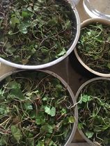 Fresh wild Centella asiatica wild centella asiatica pure dew raw materials 5 kg 58