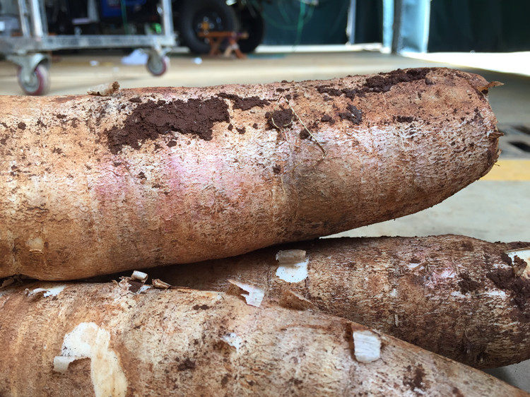 2021新鲜海南木薯cassava树薯面包白肉树薯粗粮粉糯甜木薯5斤9斤