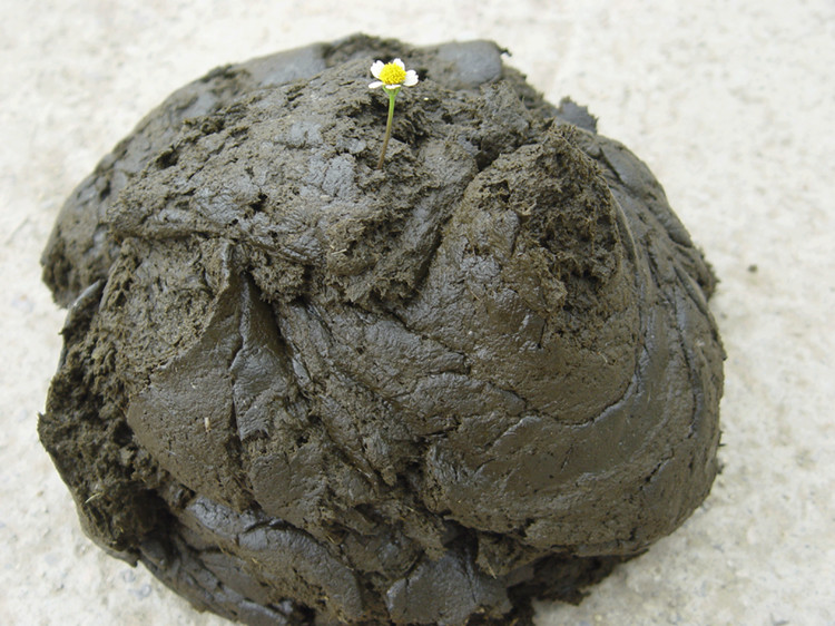 农村牛纯牛粪有机肥干牛粪肥料养蚯蚓土纯干牛屎粪发酵肥料包邮_双氙