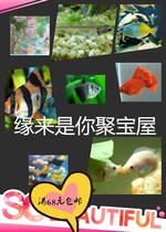 Beautiful small tropical fish novice Tropical Fish Fish Fish Fish Mary Red Arrow Manlong black skirt Red Cross etc.