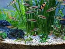 One-brow Taoist red one-brow Taoist grass tank star fish beautiful grass tank tropical fish
