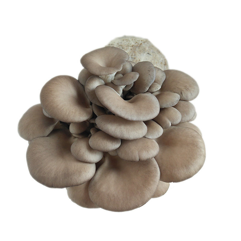 姬菇家庭种植蘑菇菌包阳台种子食用菌菌棒拍一件发四袋家庭园艺