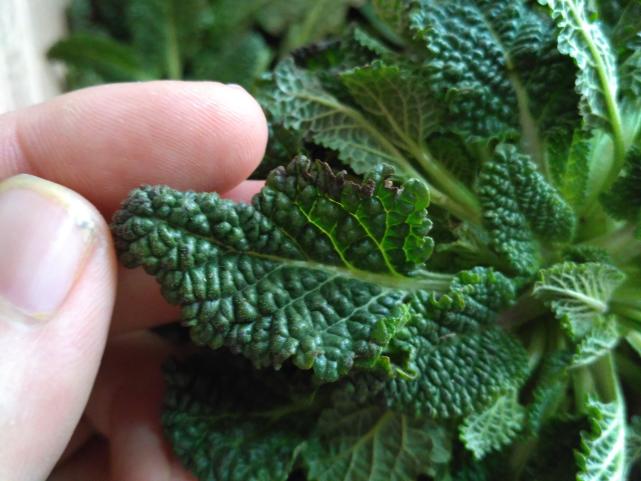 2018深山蛤蟆草野生新鲜现挖癞蛤蟆草雪见草荔枝草500g一斤包邮