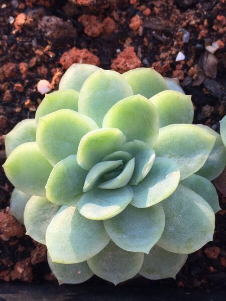 肥肥肉蒲 多肉植物 日系冰莓 冰梅