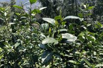 High Mountain Clouds Foggy Tea 2021 Fragrant of the New Tea Old Tea Tree Longjing Tea Green Tea Longjing Tea Longjing Tea