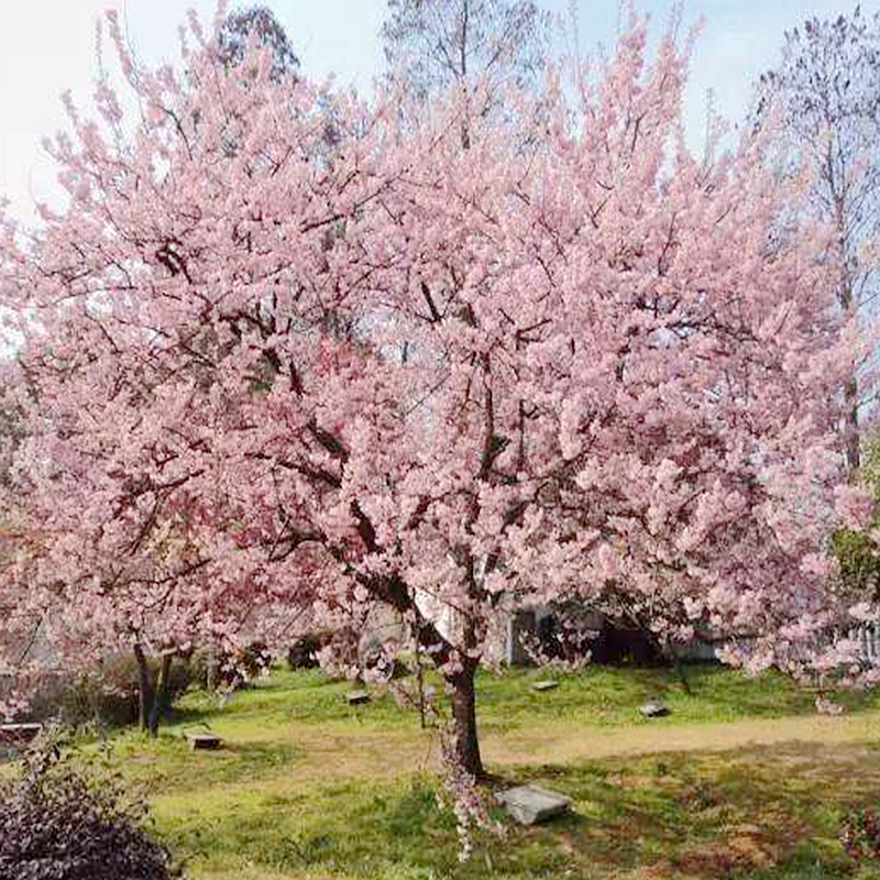 樱花树苗日本晚樱南方北方种植盆栽地栽四季常青开花庭院花木树苗_7折