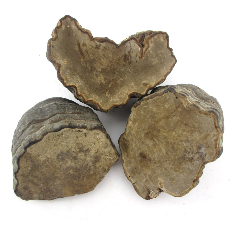 云南野生木蹄灵芝500克