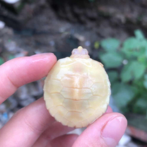 Eight Ring Sister 2nd Store White Culture Brazilian Tortoise Fry Full Pint Turtle Living Things Ornamental Pet Tortoise Living Water Tortoise Snacks
