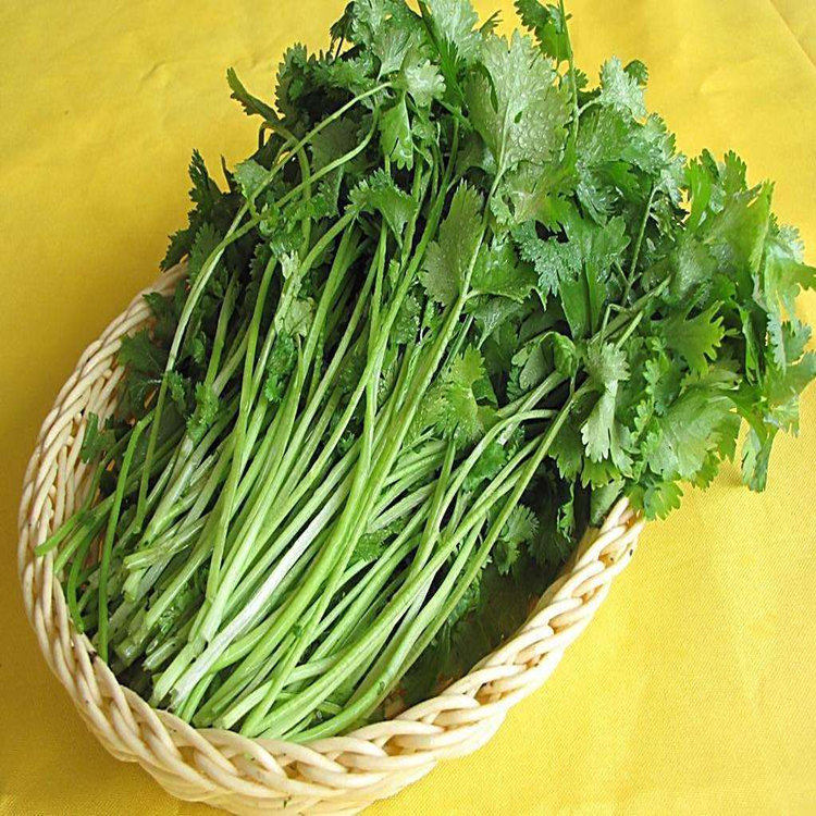 山东老香菜种子 老芫荽种籽地道老品种大叶菜四季播种阳台盆