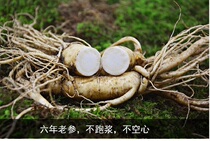 Long white mountain ginseng with soil fresh ginseng 6 years root garden with 6-8 branches of 250 gr