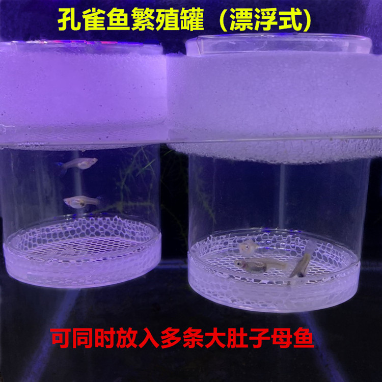 孔雀鱼繁殖玛丽繁殖盒产房孵化产子产隔离盒水族世界