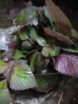 Wild perilla seedlings Edible potted four seasons seeds Su cotyledons can be burned fish material double-sided red perilla