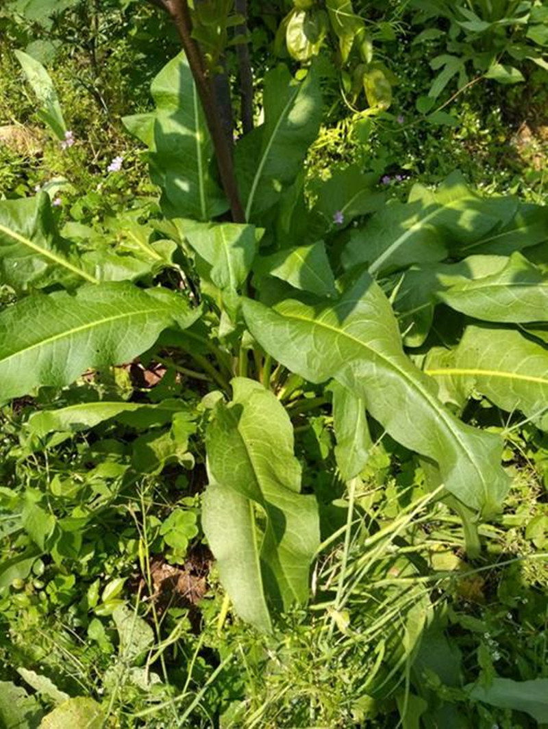 深山新鲜现采野生土大黄根叶牛舌头牛耳大黄血三七中草药材金不换
