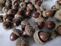 Forest DIY accessories pure natural Acorn Acorn dried fruit natural Berry literary flower arrangement photography props