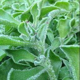 非洲冰草 送沙拉酱 新鲜冰菜高端食材 沙拉蔬菜