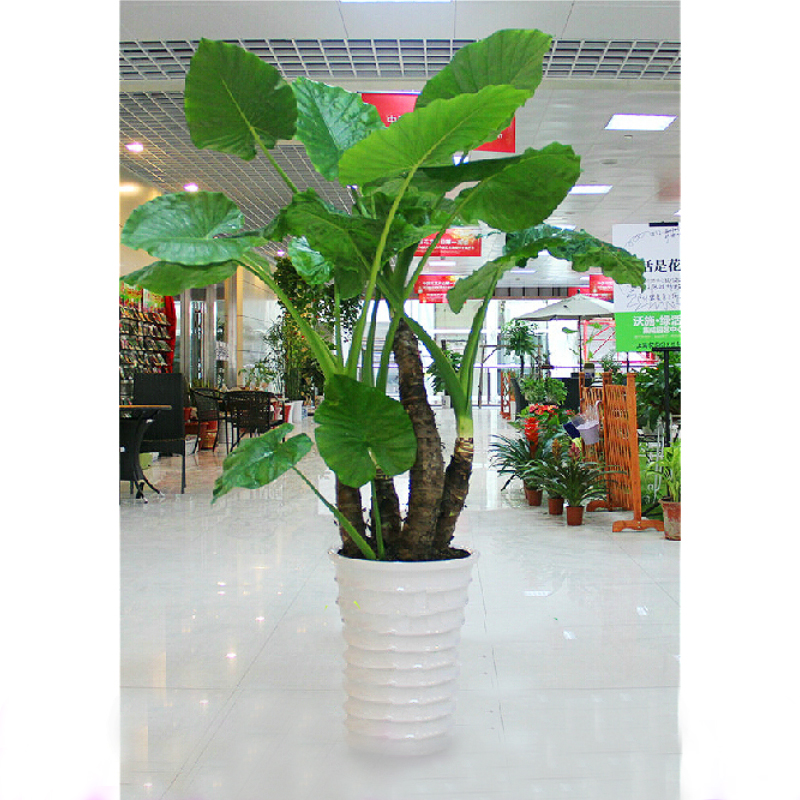海芋大型滴水观音好养观叶植物净化空气盆景盆栽植物花卉室内_7折现价