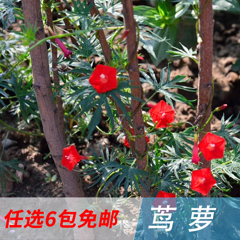 茑萝种子8粒装 篱笆花卉种子 藤本缠绕植物红色花种子 易种植花种_7折