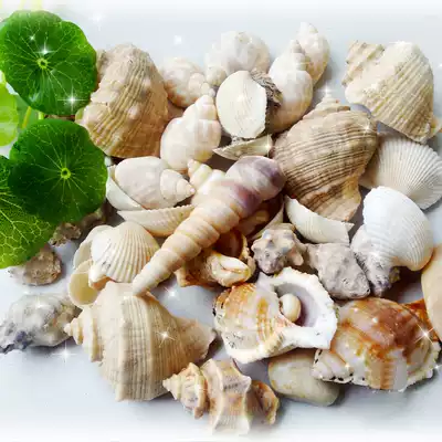 Beautiful scallop sea conch shell home aquarium fish tank landscape Mediterranean decoration