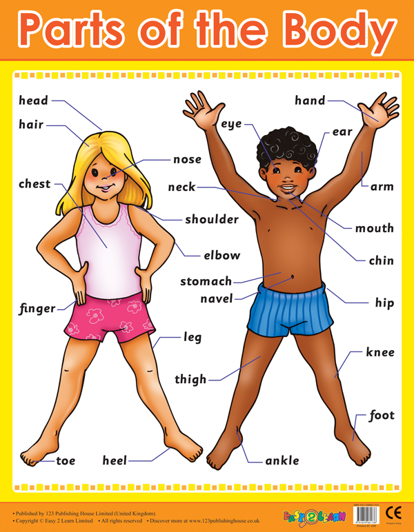 英文原版 me & my body wall chart pack charts/posters 我和我的