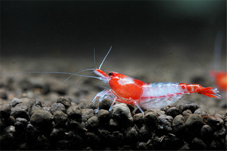 品质虾坊红琉璃虾台湾出口级成体虾基因稳定活体宠物观赏除藻虾_双氙