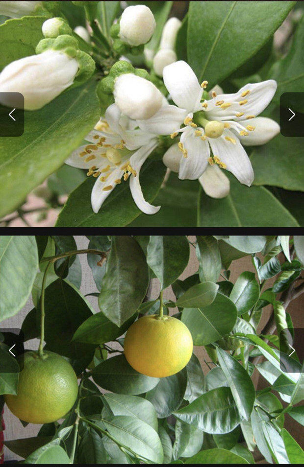 金华正宗代代橘代代果代代玳玳回青橙三斤可包邮一斤2个左右_双氙车灯