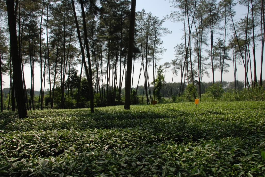 嘉竹绿茶园老川茶原叶50g罐装四川蒲江特产茶叶2018新茶绿茶包邮_不