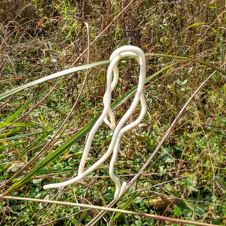 野生小通草月子下奶中药材50g包邮 可配黄芪当归党参王不留行漏芦