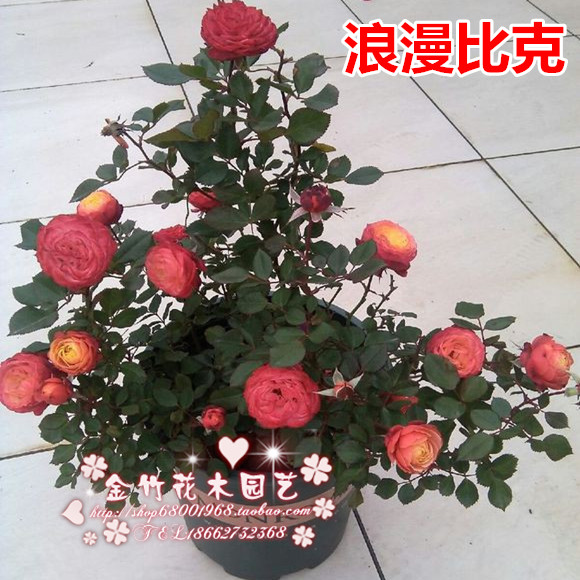 欧月微型月季花 浪漫比克月季苗 丰花多头月季微型月季耐开抗病_7折