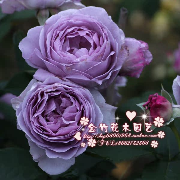 蓝色风暴欧洲月季盆栽欧月花苗攀援花卉庭院爬藤藤本植物带花苞
