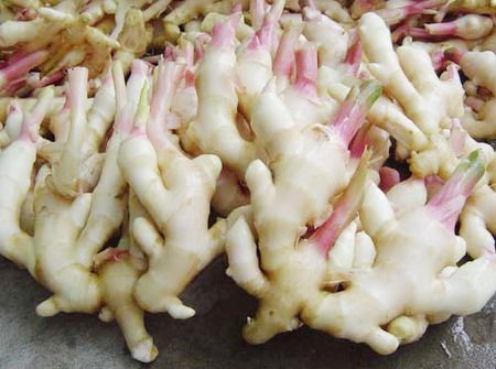 泡姜子姜新仔姜 糖醋嫩姜 特产嫩姜芽新鲜生姜嫩姜500g_不打折现价13.