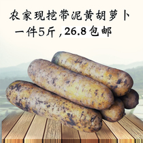 Raw fresh yellow heart crispy sweet 5kg farmhouse ready-to-eat sand nest yellow radish vegetables with mud now digging fruit carrots