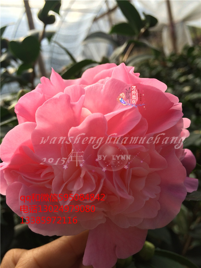 茶花 烈香茶花 粉色 香茶花 带香味茶花 烈香茶花 香妃茶花
