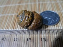 Surface nine-eye shale raw stone eyes Stone gold stone stone Sky beads evil evil body beads