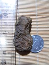 Nine-eyed shale on the surface