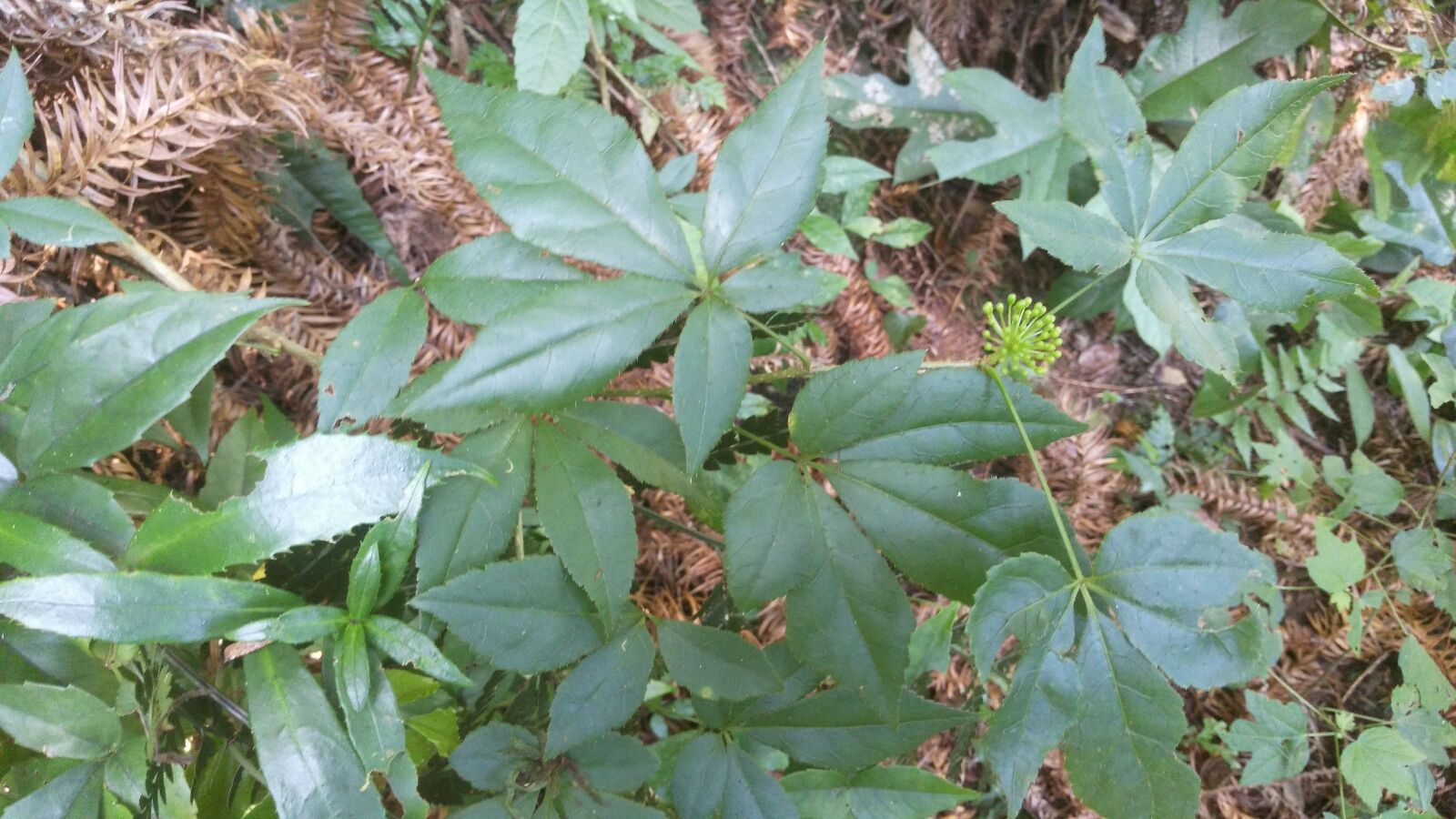 刺五加中药中草药中医药材_3840X2160_高清视频素材下载(编号:8535457)_实拍视频_光厂(VJ师网) www.vjshi.com