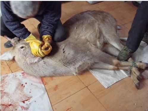 没有买卖就没有杀害,保护动物要从自己做起.